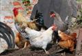 Ларинготрахеит у цыплят: можно ли вылечить недуг в домашних условиях