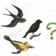 Конспект НОД в старшей логопедической группе «Возвращение перелетных птиц